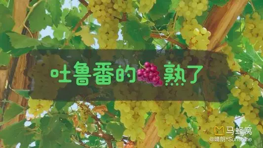 青岛到吐鲁番物流专线_青岛至吐鲁番货运公司
