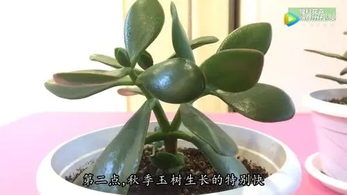 青岛到玉树物流专线_青岛至玉树货运公司